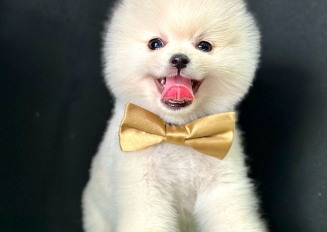 Safkan Pomeranian Boo Bebekler